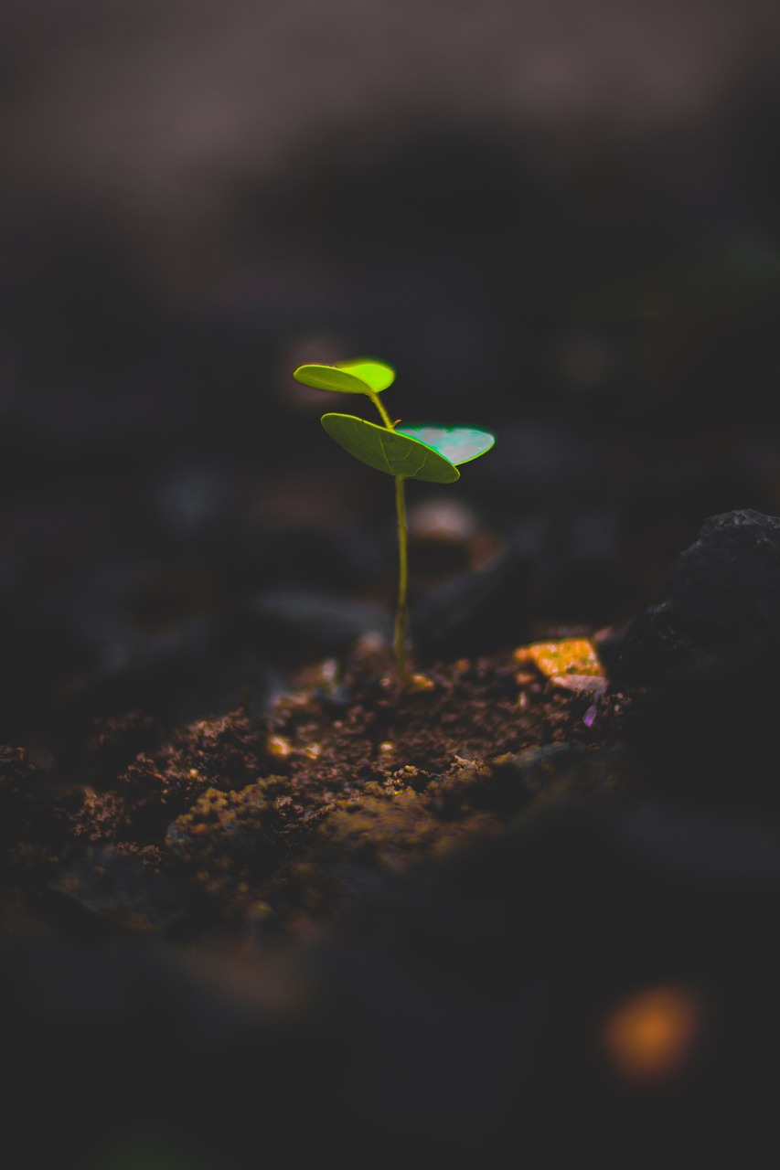 plant, growth, leaf-5310423.jpg